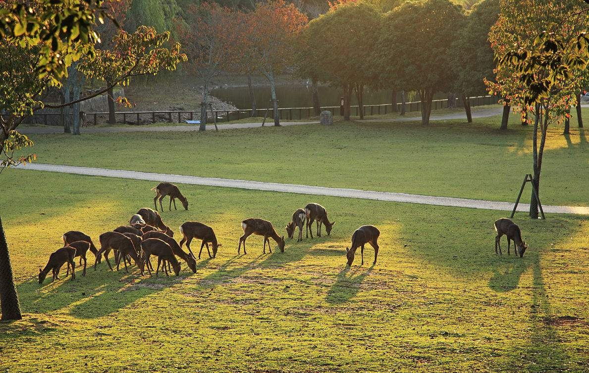 中国游客全球第一：美国游客消费额仅中国一半，这个国家最受欢迎