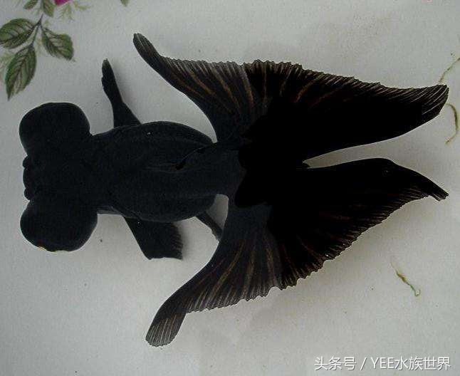 金鱼怎么才能看出水质好坏,观赏金鱼对水质有要求吗