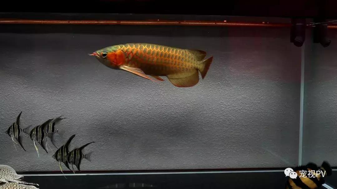 驯龙怎么让龙饿得快,如何让龙鱼改口吃饲料