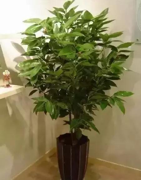 家养绿植花卉施什么肥,花卉绿植养殖方法测评