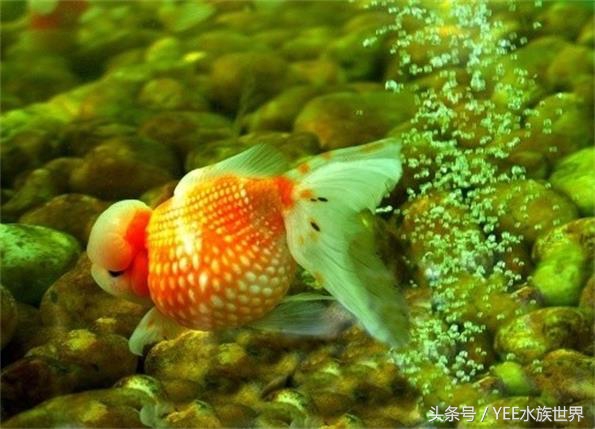 金鱼怎么才能看出水质好坏,观赏金鱼对水质有要求吗