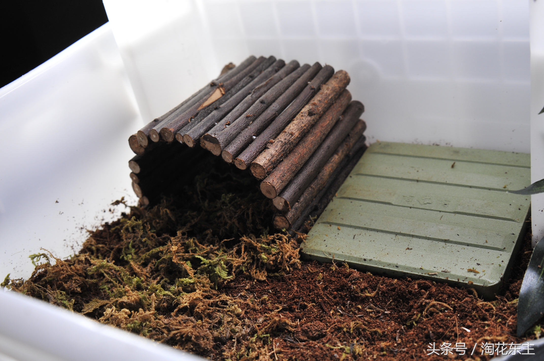 黄缘盒龟变漂亮的秘密,黄缘盒龟布景