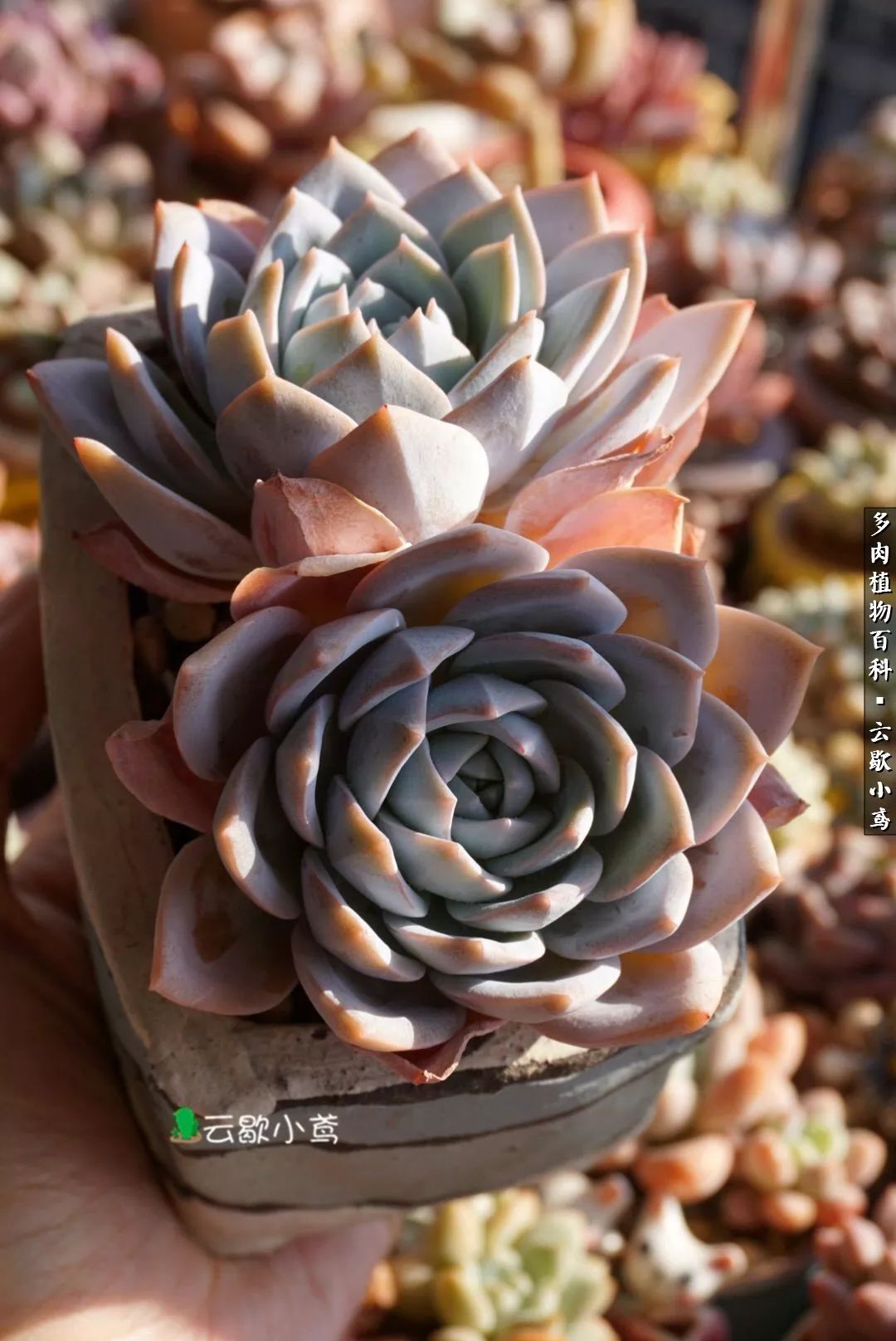 不负人间风月,不负人间风月创作的原声