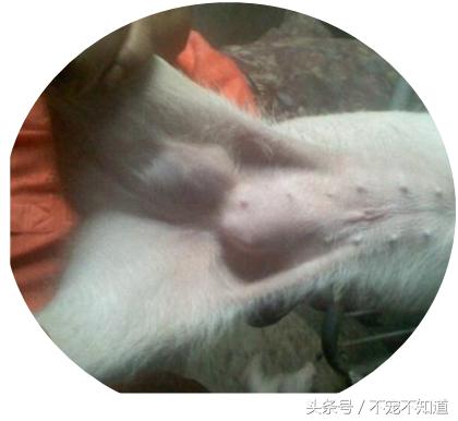 宠物疝气图片,宠物疝气分类