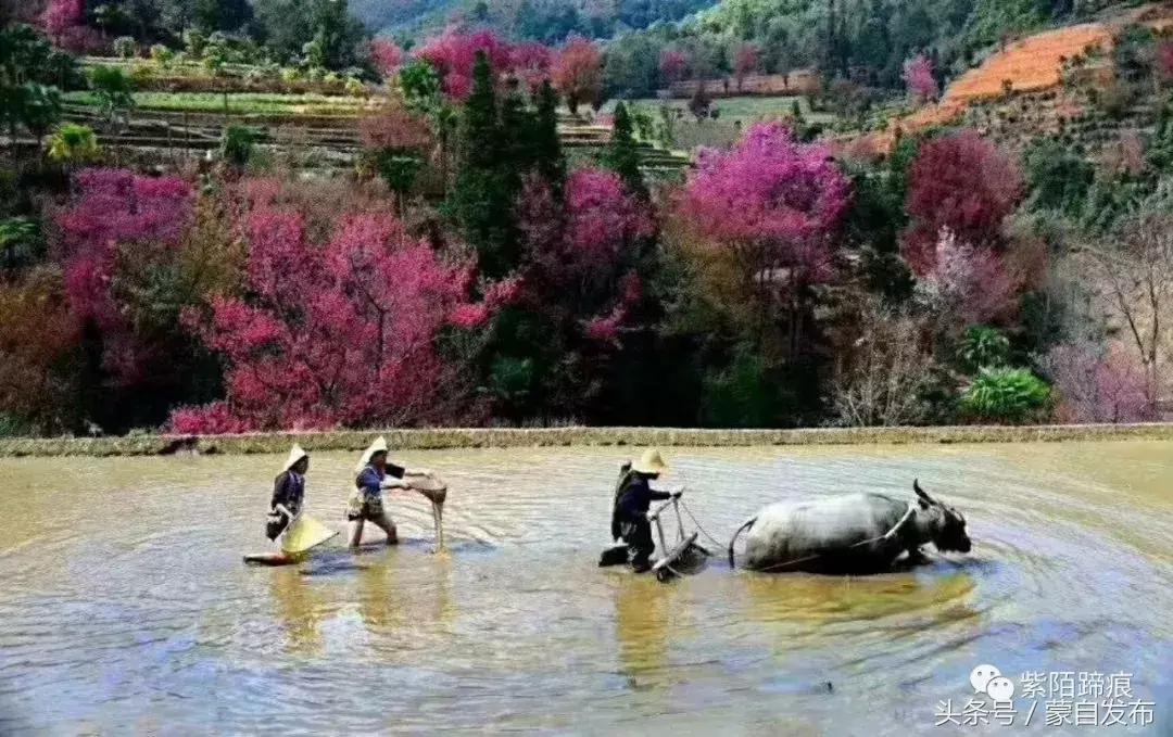 美丽的樱花谷美景,樱花谷美丽的好地方