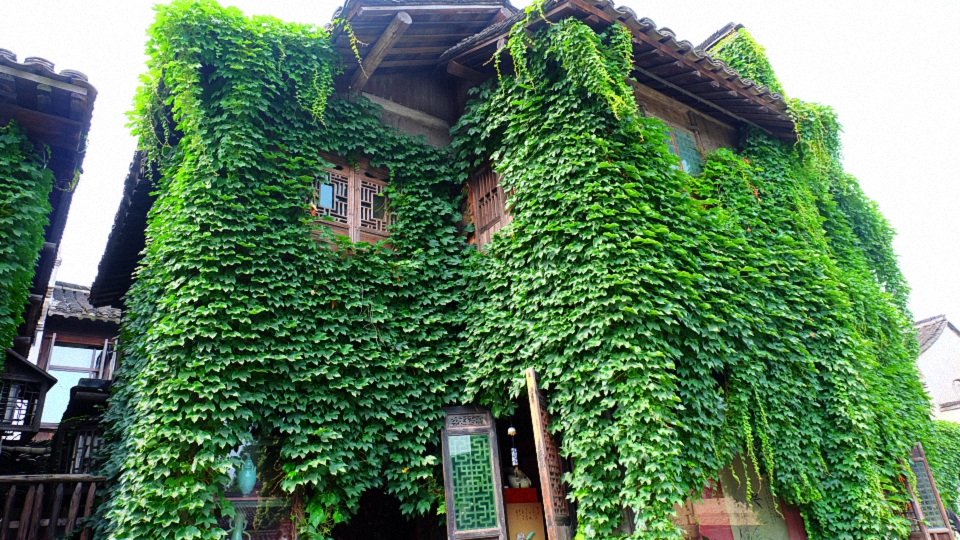 爬山虎是通过什么根来攀援的,葡萄和爬山虎的攀援方式是什么