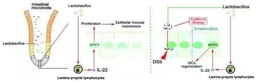 乳酸菌可以促进肠胃吸收吗,乳酸菌可以修复胃黏膜吗