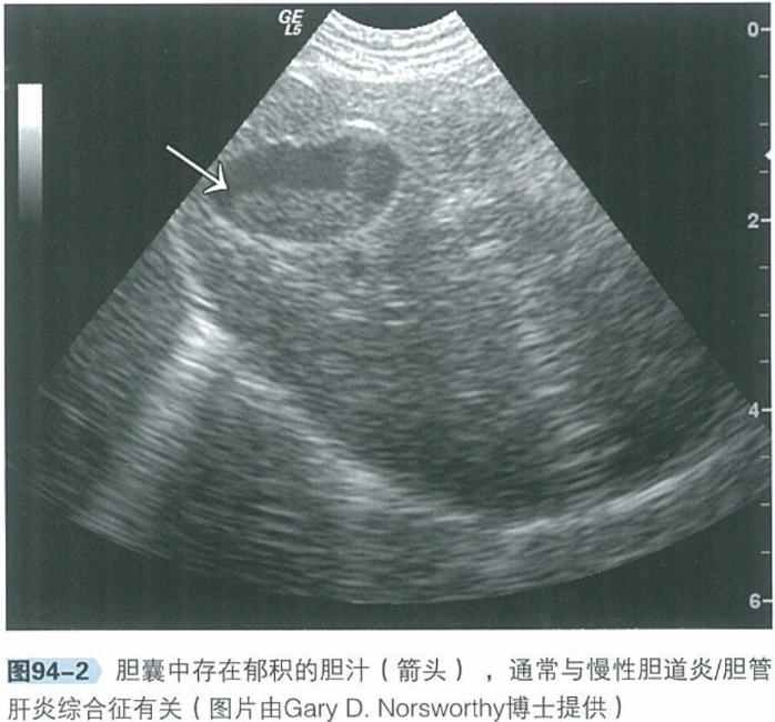 犬猫呕吐的诊断与治疗有最好的药,犬猫呕吐的诊断与治疗
