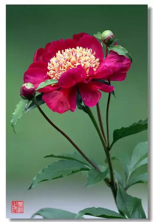 100种常年开花的植物,适合在家一年四季开花的植物