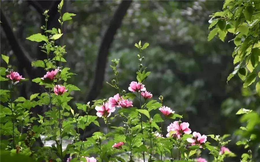 木槿，应用优势明显的乡土花木