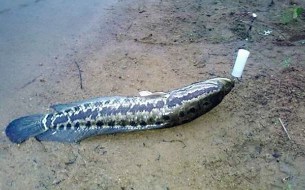 钓黑鱼什么时间钓最好,钓黑鱼绝密配方