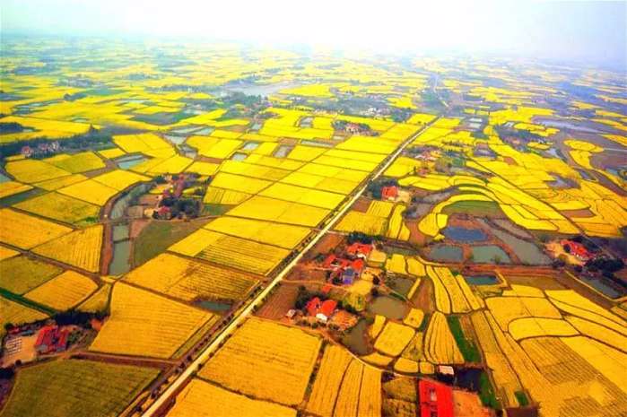 中国十大最美油菜花前十位,中国最美十大油菜花田排名