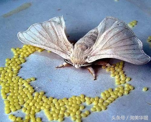 丝绸发明的历史记录,古代从蚕到丝绸的过程