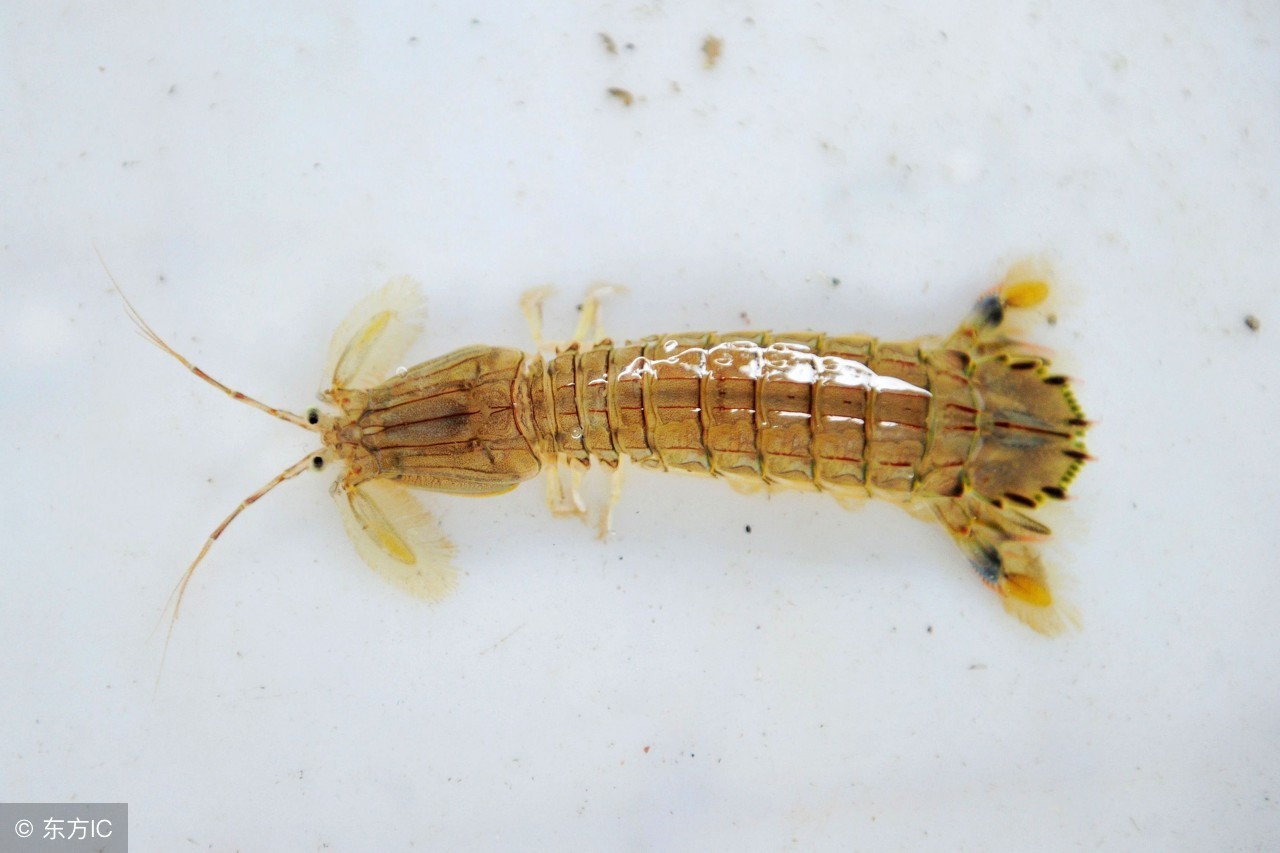 养殖皮皮虾和野生皮皮虾的区别,皮皮虾的养殖方法和注意事项