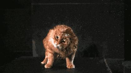 给猫咪体外驱虫正确手法跟操作,怎样给猫咪做体内外驱虫教学视频