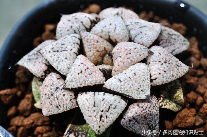 国内多肉植物圈子里的八类人，当中有你吗？