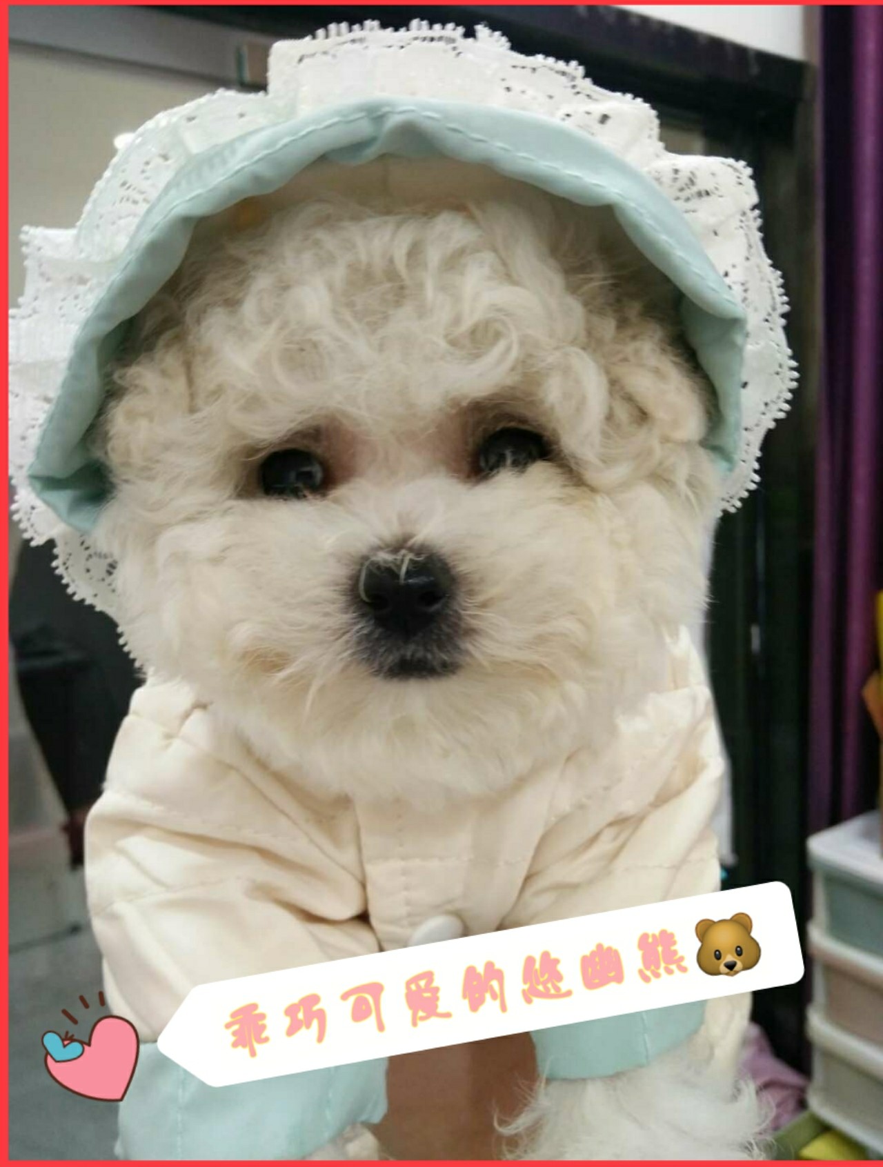 网上买狗安全吗可靠吗,在网上买狗有什么风险