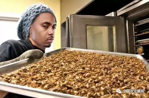 美国两大学生把蟋蟀制成食品大卖，吃昆虫将成未来趋势？