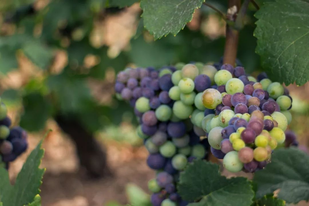 怎么描述干红葡萄酒,如何描述红酒的口感