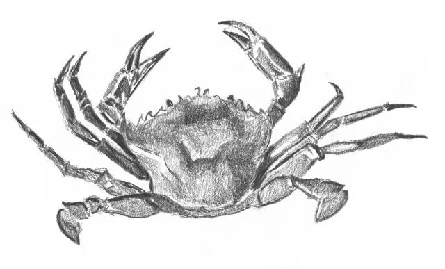 素描入门零基础教程动漫人物,素描入门零基础教程排线握笔