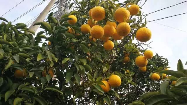 鏃ユ湰浜兘椋庢櫙宸濈搴锋垚,鏃ユ湰宸濈搴锋垚鍒濈鍥涙櫙