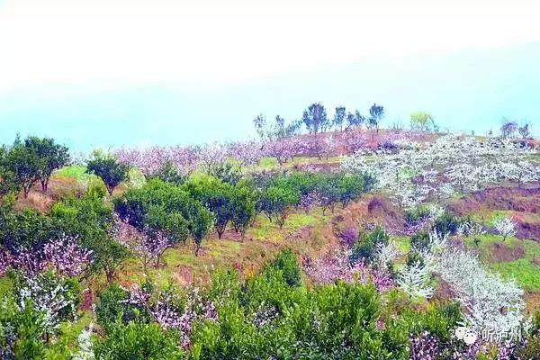 泸州春日赏花好去处,花开似海请收好泸州这份赏花秘籍