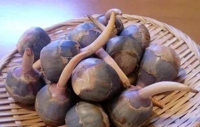 江苏宝应慈姑,宝应慈菇采摘