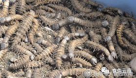 云南三只蚂蚁一道菜,云南三个蚊子一盘菜