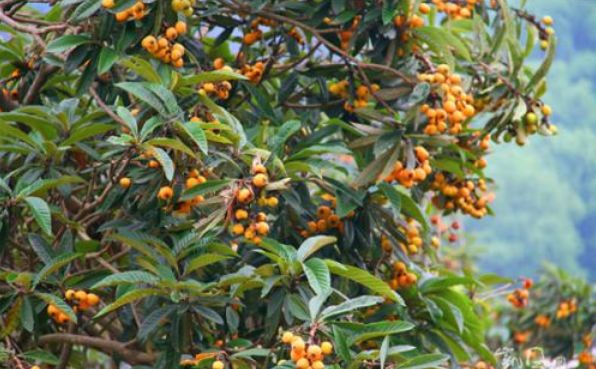 春天到了农村有什么可以吃,北方农村常见的中草药