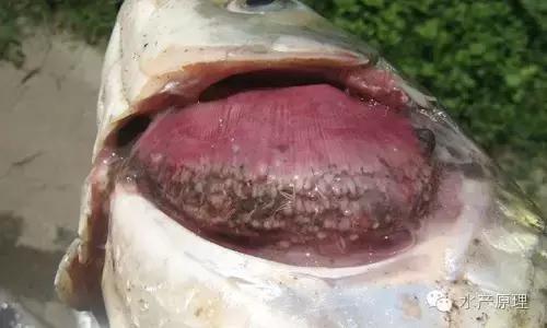 鱼类烂鳃病症状,鱼类烂鳃病致病机理