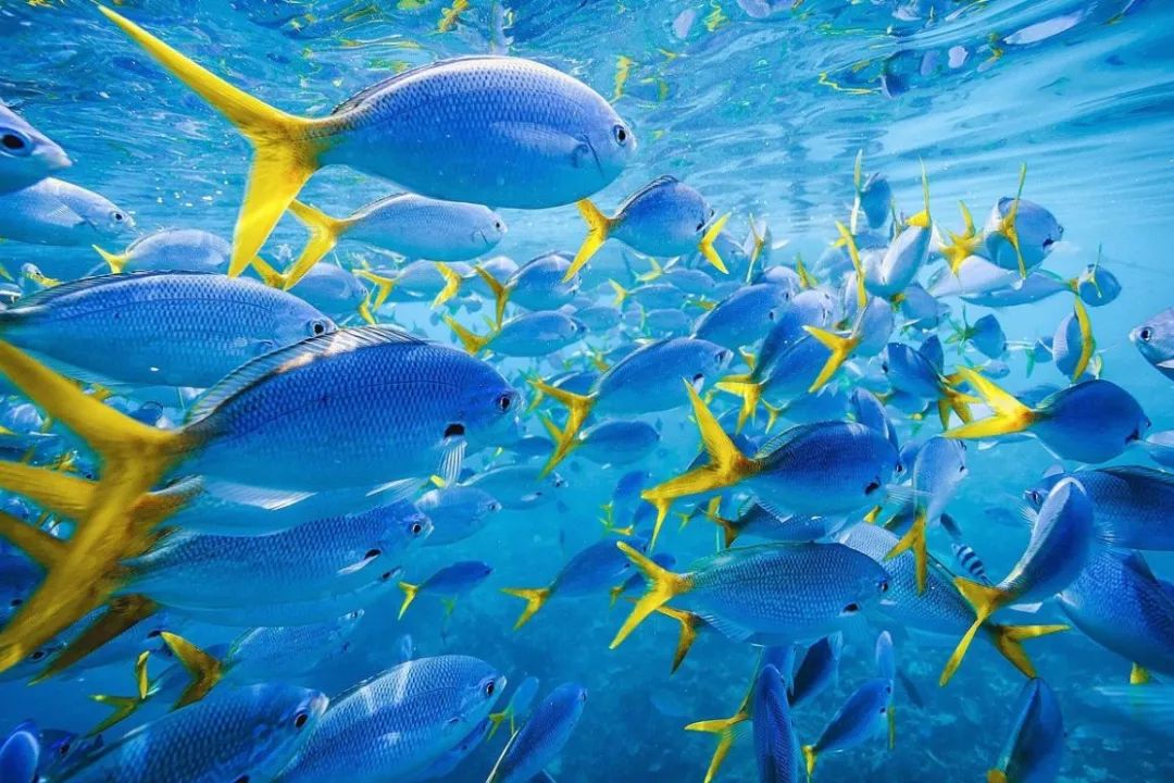 骨灰级干货史上最全海岛签证汇总 (骨灰级海岛自由行签证)