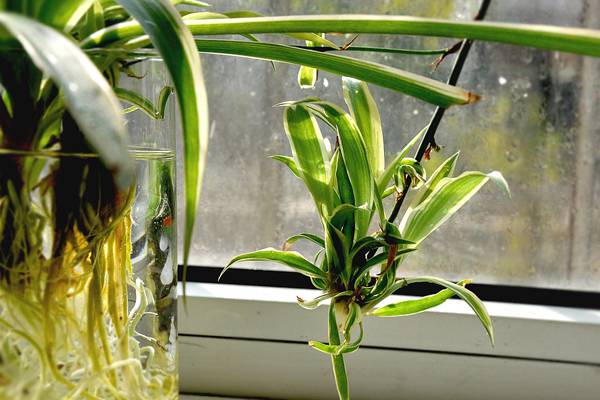 姘村煿鍗峰彾鍚婂叞,閲戦奔鍚婂叞姘村煿