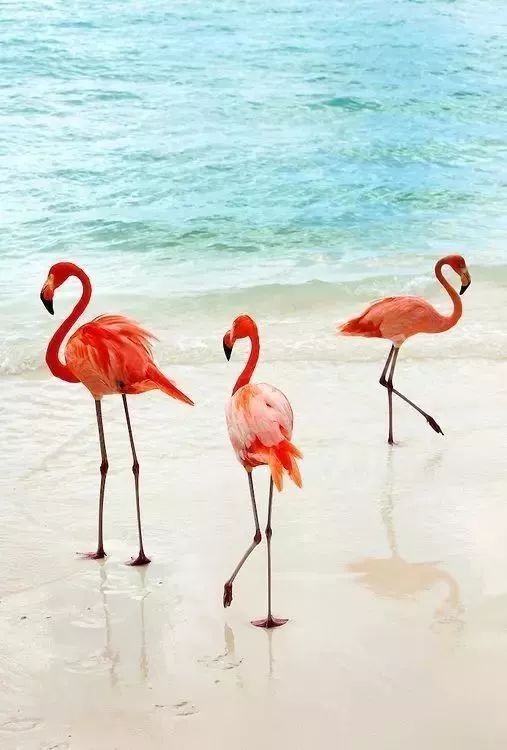 海岛签证全攻略,海岛签证最新攻略