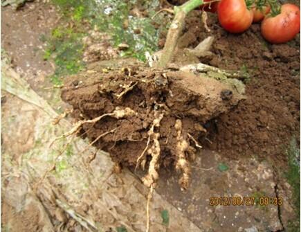 西红柿果实病害图谱大全及病名字,西红柿常见27种病害图片