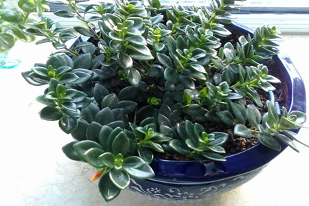 金鱼吊兰花的养殖方法,金鱼吊兰的养殖技巧