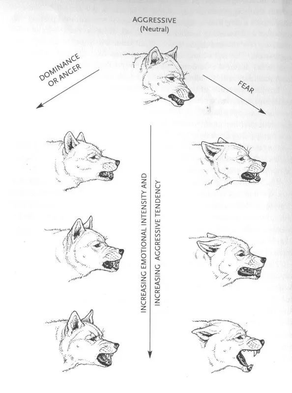 掌握狗的语言交流