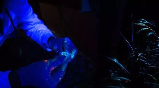 加拿大奇幻森林,加拿大魔法森林风景