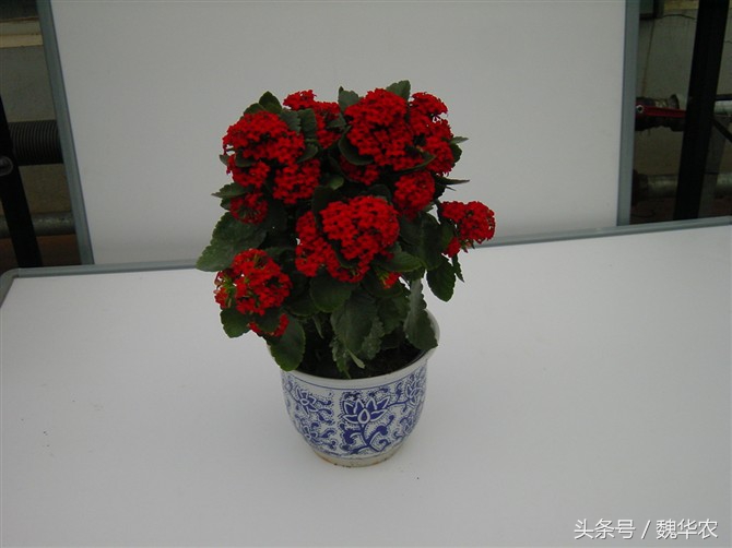 长寿花虫害治疗,长寿花虫害治疗方法