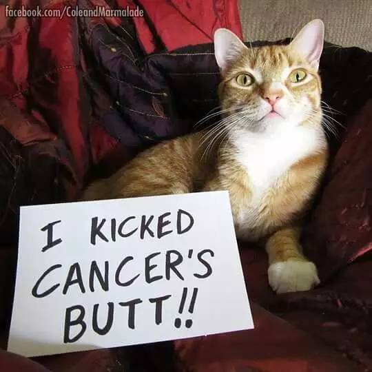 猫咪最容易得的十大疾病,猫咪常见十大疾病