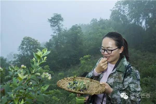 来芒市撒野‖咂蓝莓啖杨梅“二Mei”齐登场