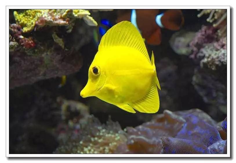 海水养殖鱼类疾病与防治手册内容,海水观赏鱼养殖技术书籍