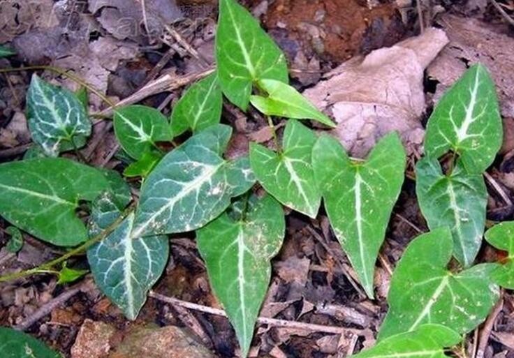 中药小故事大全视频,中药小故事冬虫夏草的传说