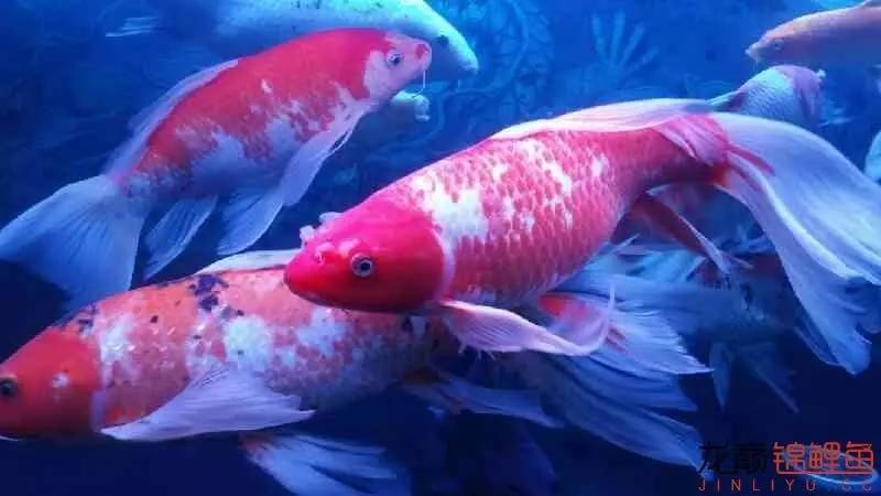 养几条锦鲤最健康又好看的品种,锦鲤龙凤锦鲤哪个好养