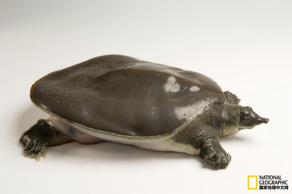 小乌龟生日礼物,小乌龟特别的生日礼物