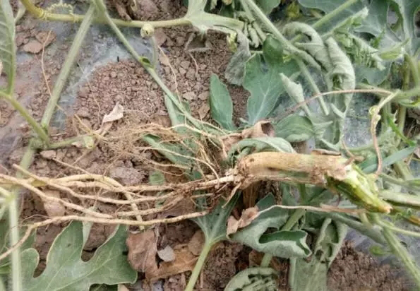 露天西瓜坐瓜期枯萎病怎么治疗,西瓜根施多菌灵能治枯萎病吗