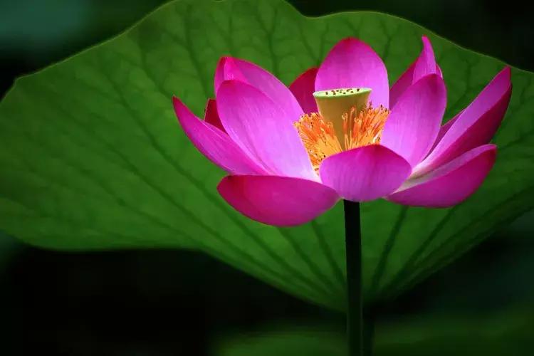 戒色心得：关于长期戒色后“突然失败”的研究……