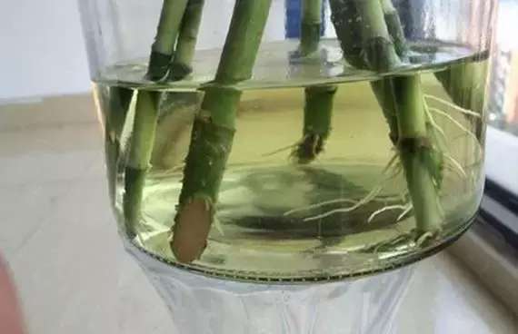 富贵竹黄叶的养殖方法,富贵竹黄叶了用什么方法养好