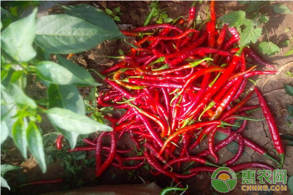 广州辣椒批发市场价格,辣椒价格最新行情一览表3月18日