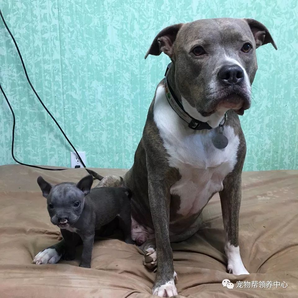 刚出生的狗狗上腭裂,刚出生的狗狗被主人遗弃