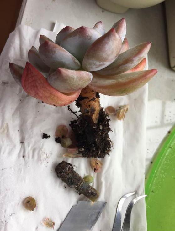 多肉玉露把主根剪了怎么办,多肉蓝镜玉露烂根